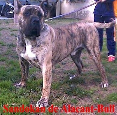 Sandokan de Alacant-Bull | Perro de Presa Canario 