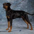 Rasty vom Rodfeld | German Pinscher 