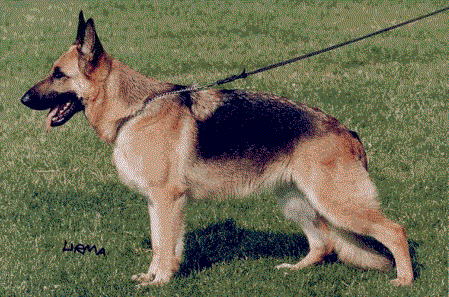 Ängsbackens Diva | German Shepherd Dog 