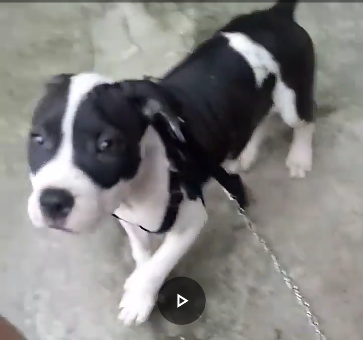 Bradock Padre Reus | American Staffordshire Terrier 
