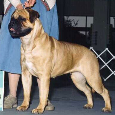 BLACKSLATE MIGHTY AFRODITE | Bullmastiff 