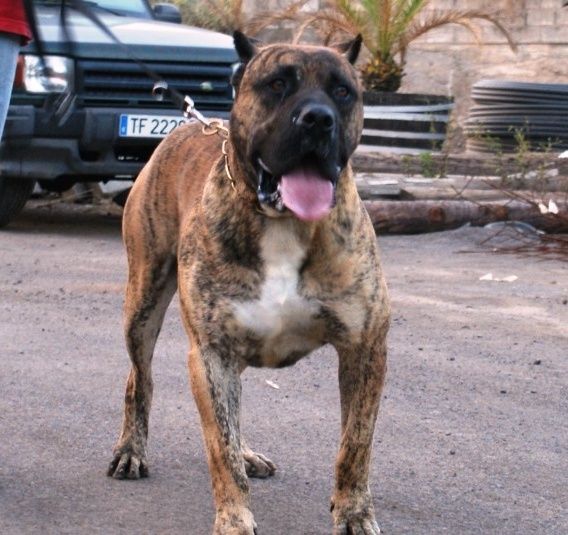 Faycan | Perro de Presa Canario 
