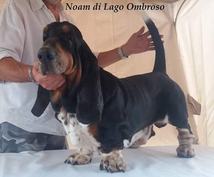 Noham Lago Ombroso | Basset Hound 