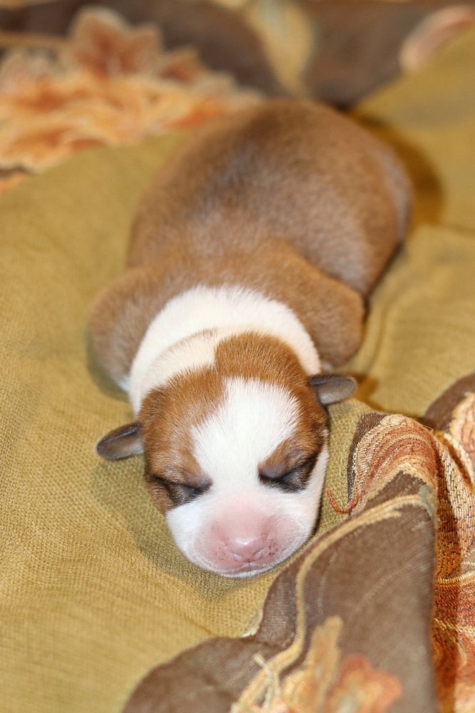 Loyal Ally Neo-One | Cardigan Welsh Corgi 