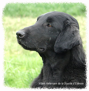 Vitam Aeternam de la Source d'Edesse | Flat-Coated Retriever 