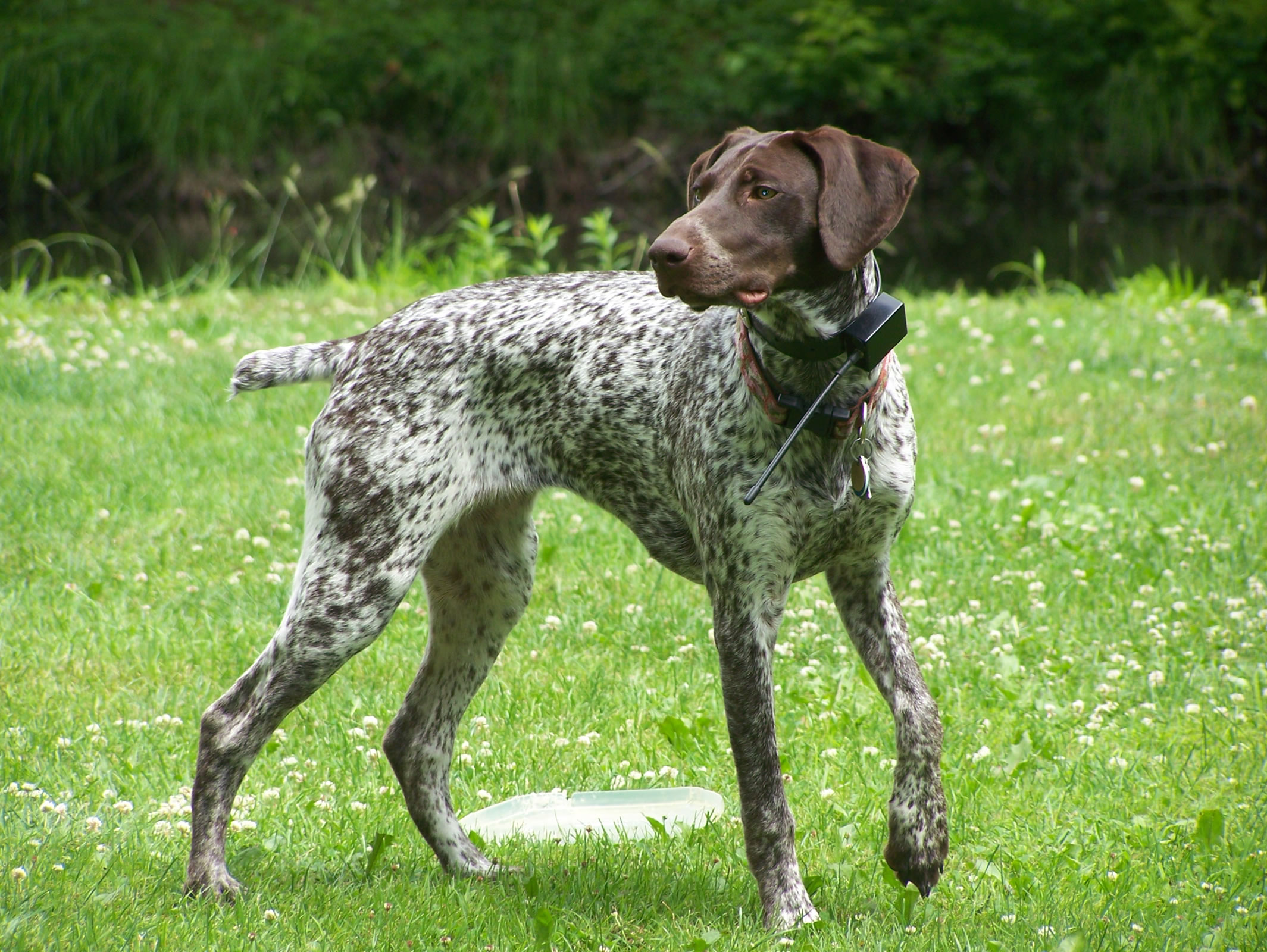 German Shorthaired Pointer