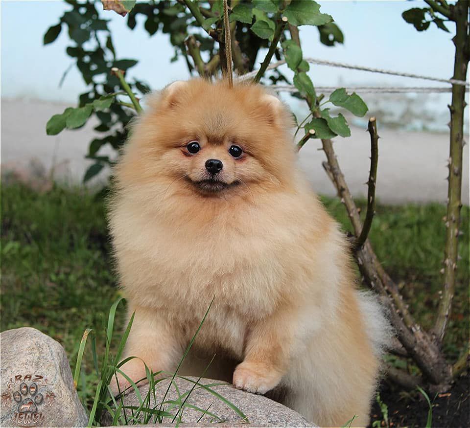 HAMLET FROM THE POLAR CONSTELLATION | German Spitz 
