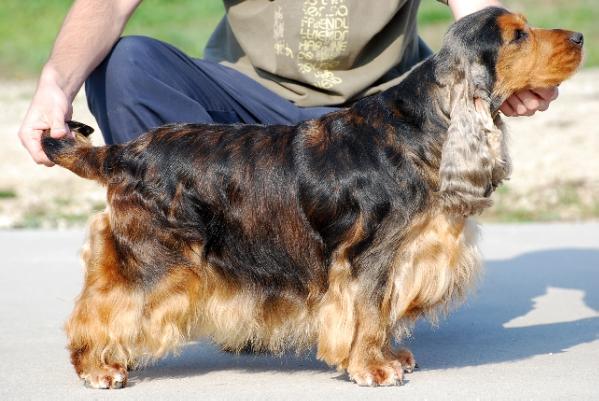 Rizi-Bizi Sable Tímea | English Cocker Spaniel 