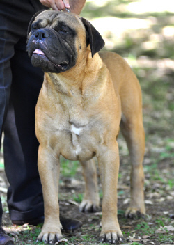 Agnes` | Bullmastiff 