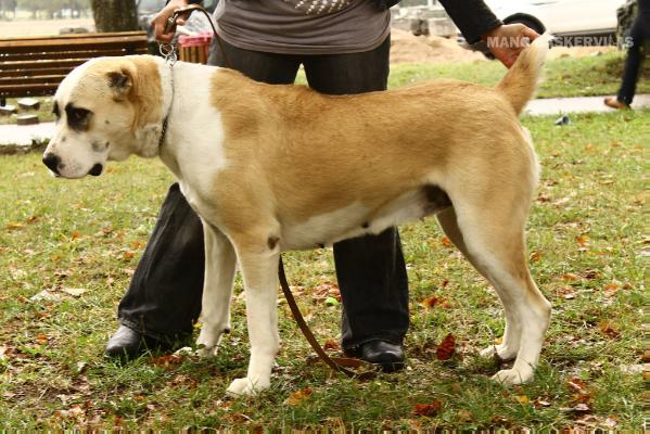 Nadan Fenomenas | Central Asian Shepherd Dog 