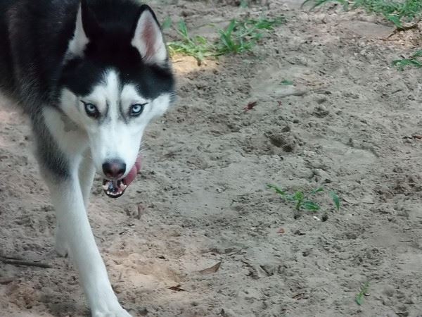 Tagen | Siberian Husky 