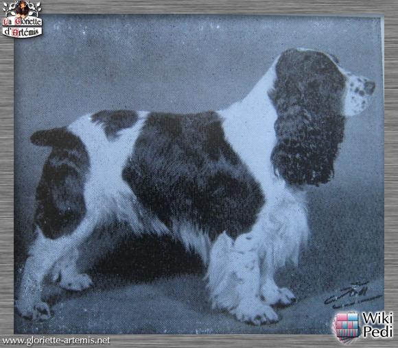 Alisma Alhanah | English Cocker Spaniel 