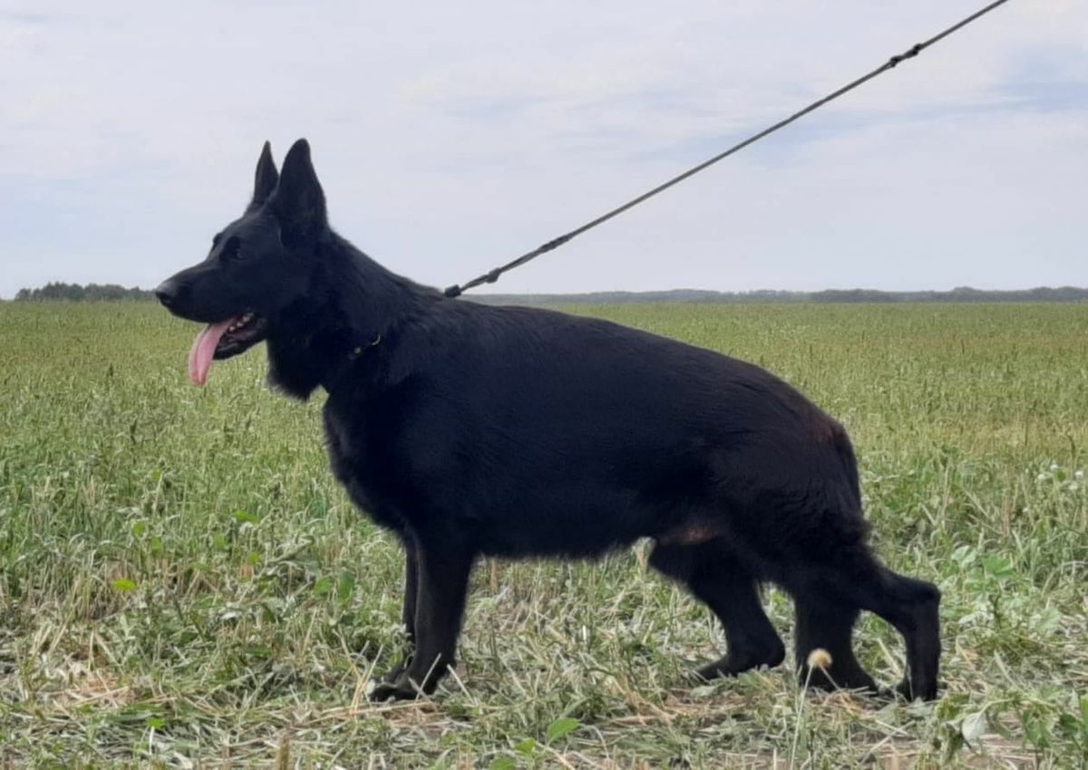 Santlauris El-Gerero | German Shepherd Dog 