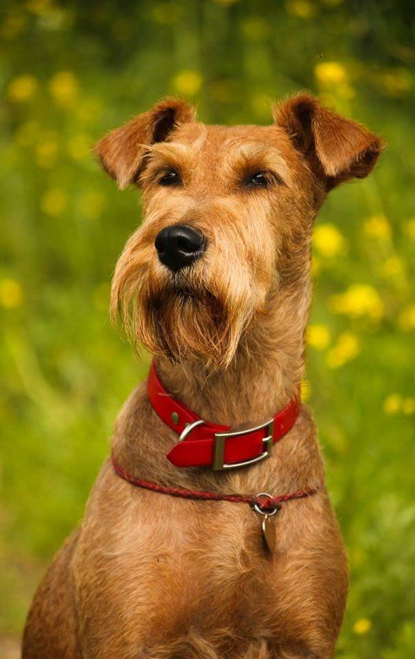 ZOLOTOE SERDTSE FLOSSI | Irish Terrier 