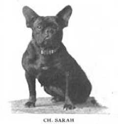 Sarah | French Bulldog 