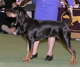 Clover Creek Velvet Touch | Black and Tan Coonhound 