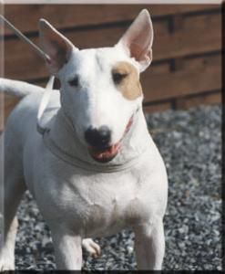 Imperator Eileen | Bull Terrier 
