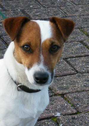 Dearly des Grès de Malleville | Jack Russell Terrier 