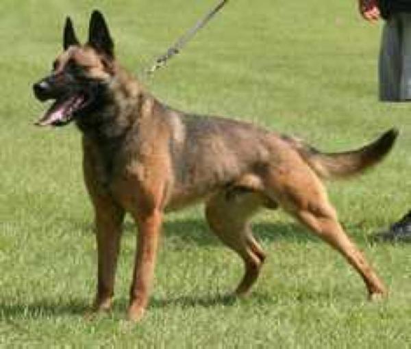 Castor | Belgian Malinois 