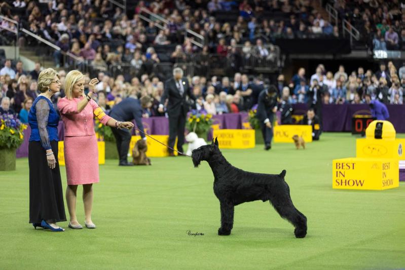 Ingebar's Tynan Dances With Wildflowers | Giant Schnauzer 