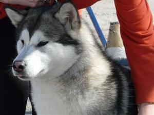 Czech Me Out Shamanrock at Kessaku | Alaskan Malamute 