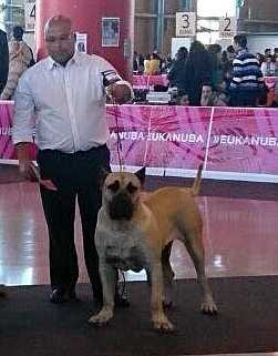 Urco de Cielo de Canarias | Perro de Presa Canario 