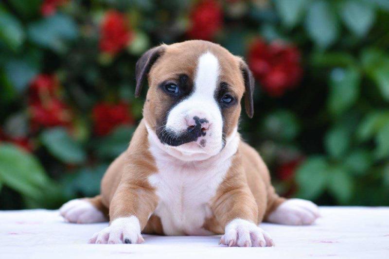 Do Wonders Art of Staff | American Staffordshire Terrier 