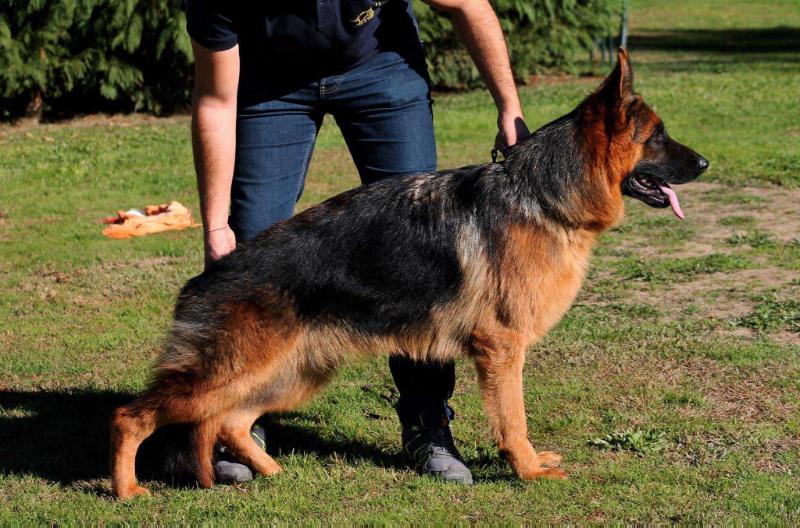Iuri do Pastor de Paiva | German Shepherd Dog 