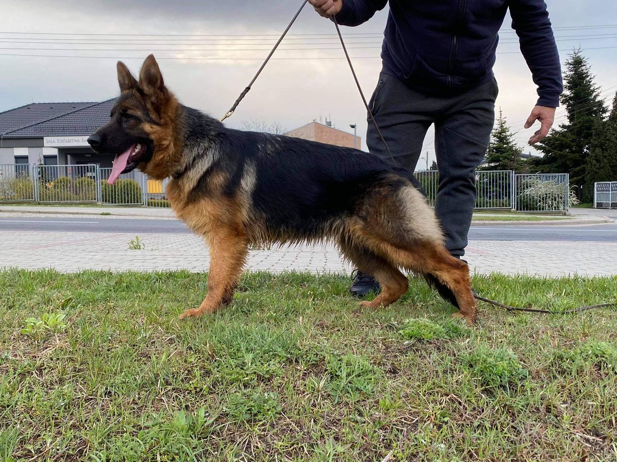 Fila Artro Hals | German Shepherd Dog 