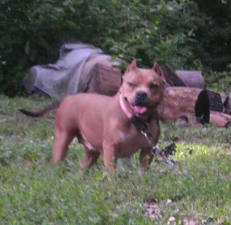 Hillcity'S snookie | American Pit Bull Terrier 