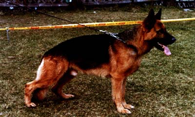 Daus von der Fichtenspitze | German Shepherd Dog 