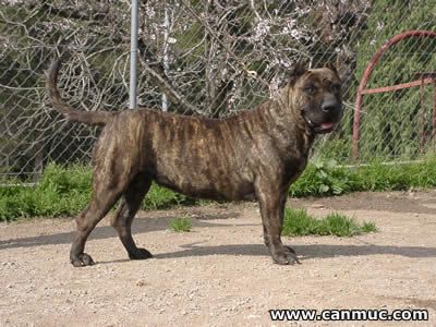 Kira de Abanicos del Jarama | Perro de Presa Canario 