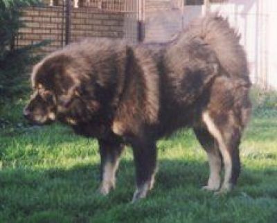 Bali Alatna | Tibetan Mastiff 