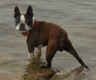 Brenheather's Buster | Boston Terrier 