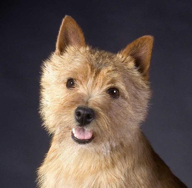 Amblegreen Malibu Barbie | Norwich Terrier 