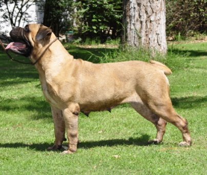 Ishana´s hobbit´s shire | Bullmastiff 