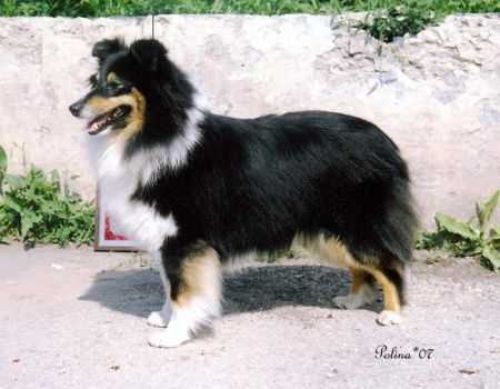 Djylia's Stail Lady In Black | Shetland Sheepdog 