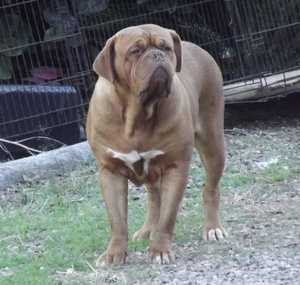 Ecstacy de la Tour Gelee | Dogue de Bordeaux 