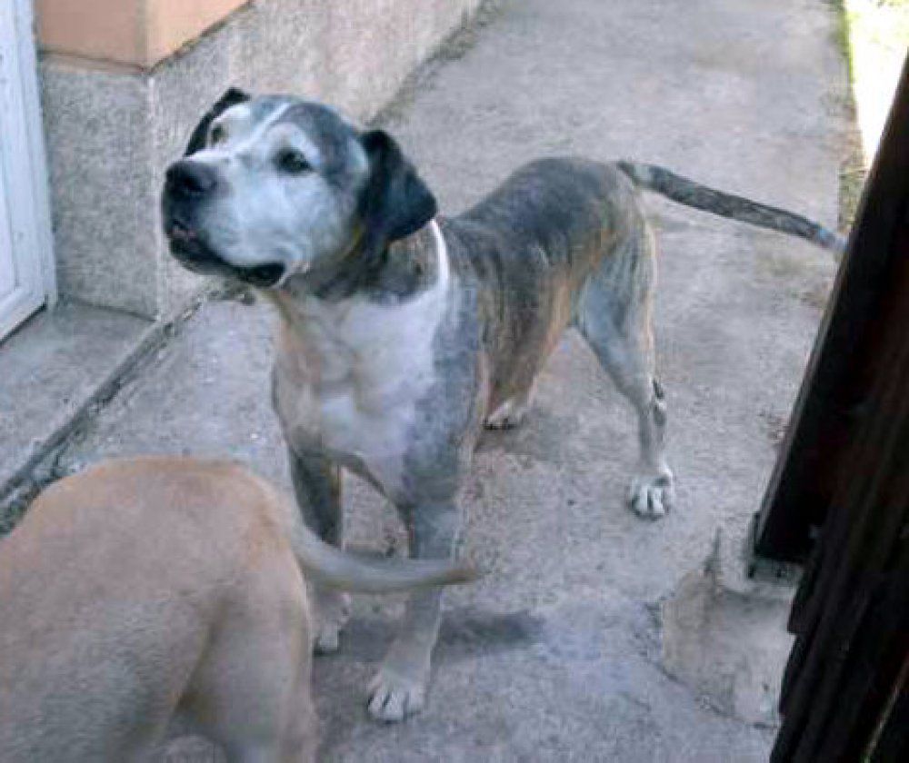 ATHOS DE KING ZULU | Perro de Presa Canario 