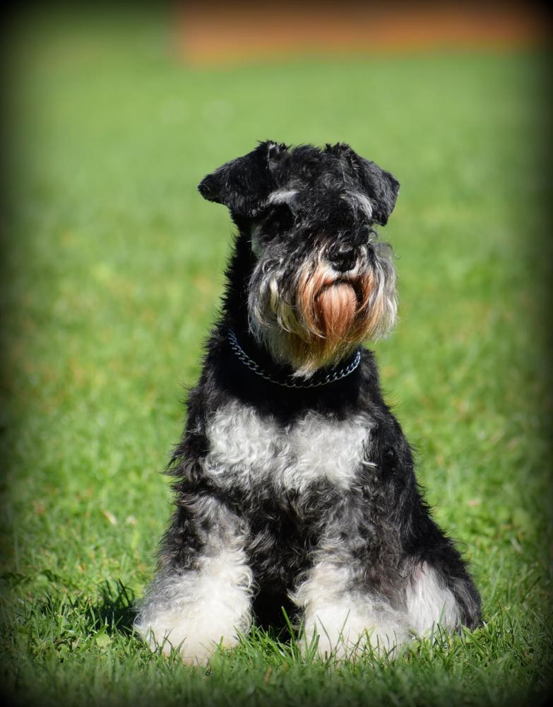 Agnes Cerný Medvídek | Standard Schnauzer 