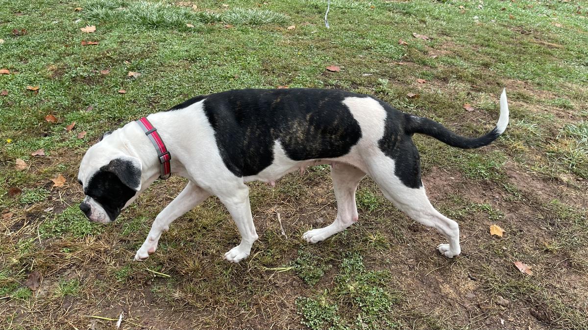 Freya of Posten Haus | American Bulldog 