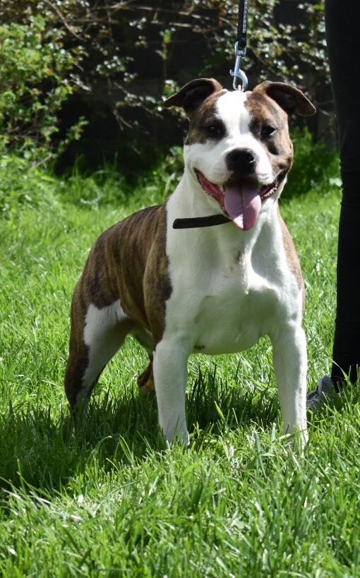 Dorothy Ansi Angels | American Staffordshire Terrier 