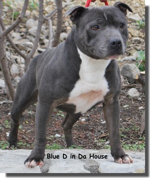 blue d'inda house franky | Staffordshire Bull Terrier 