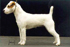 Rednock Myown Marsha | Parson Russell Terrier 