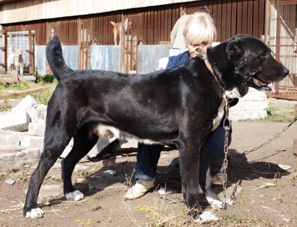 Ostap I iz Aleksandrovoj Slobody | Central Asian Shepherd Dog 