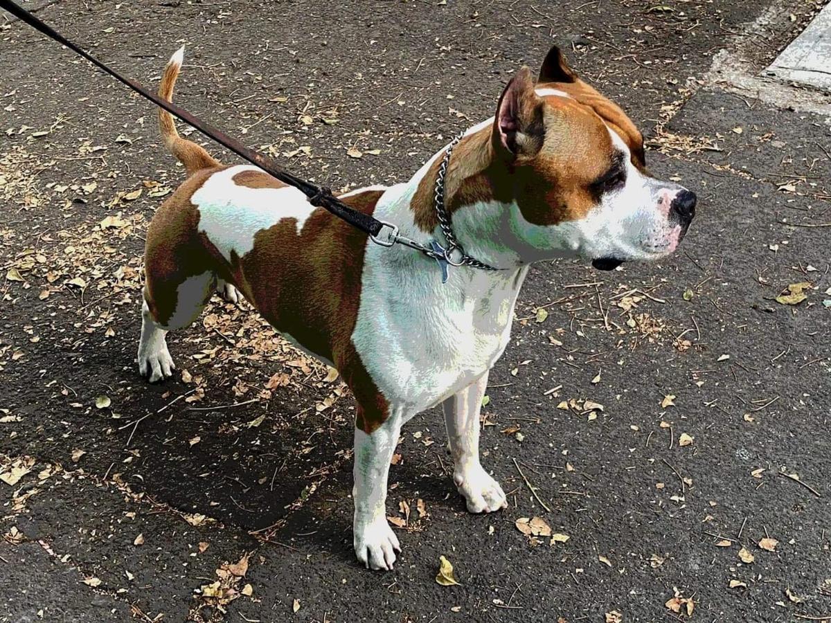 PHOENIX JR. (VÁZQUEZ) MX. FCI. | American Staffordshire Terrier 