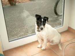 Alisa vom Liesenfeld | Jack Russell Terrier 