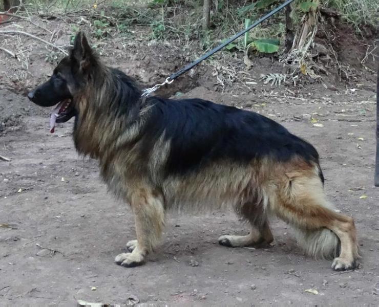 A Desko Von Persi | German Shepherd Dog 