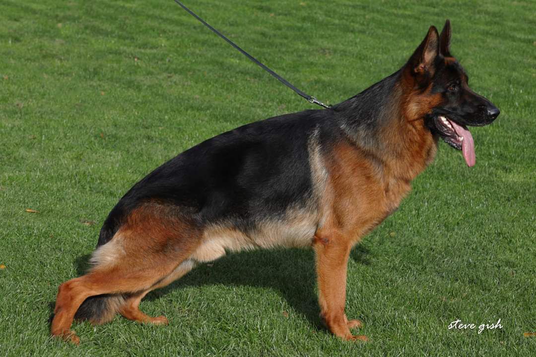 Boss von der Salehof | German Shepherd Dog 