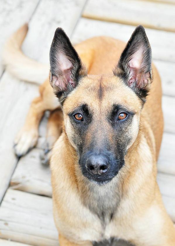 Karma's Tango | Belgian Malinois  Karma's Tango | Belgian Malinois